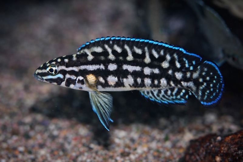 Julidochromis cf. marlieri 'Nausingili Island'